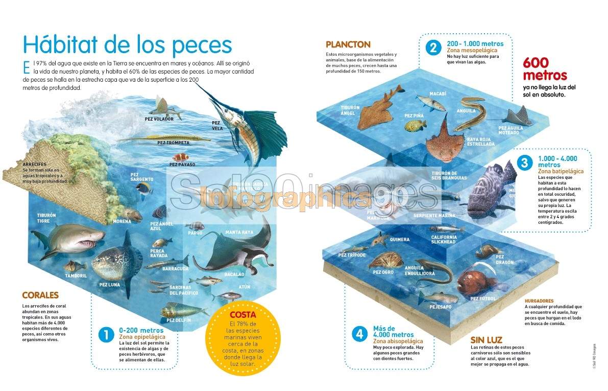 Medio En El Que Habitan Los Peces
