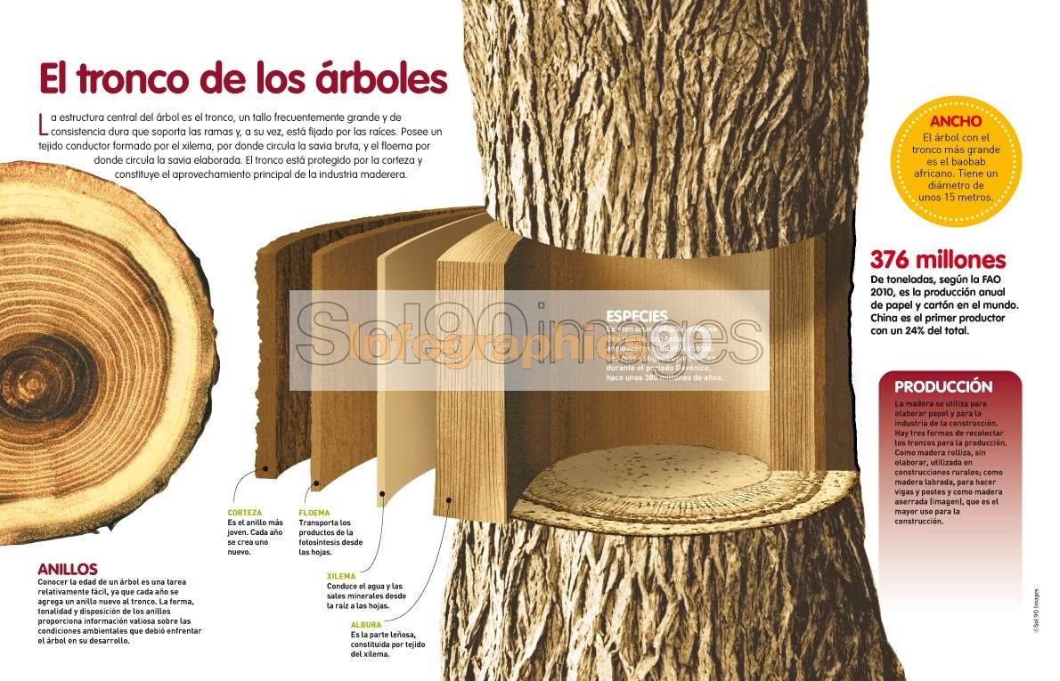 Infograf a El Tronco De Los rboles Infographics90 infograf-a-el-tronco-de-los-rboles-infographics90