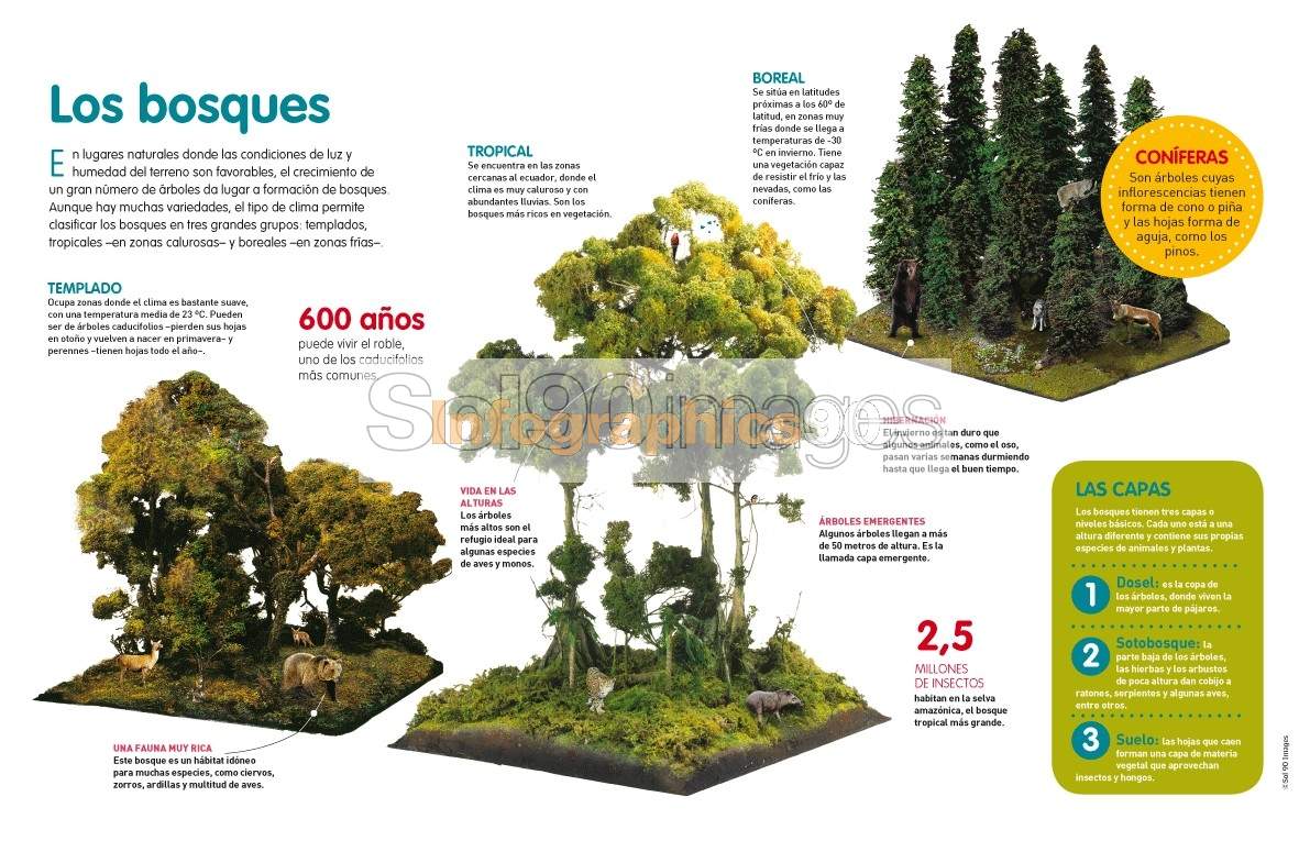 Infografía Bosques Infographics90