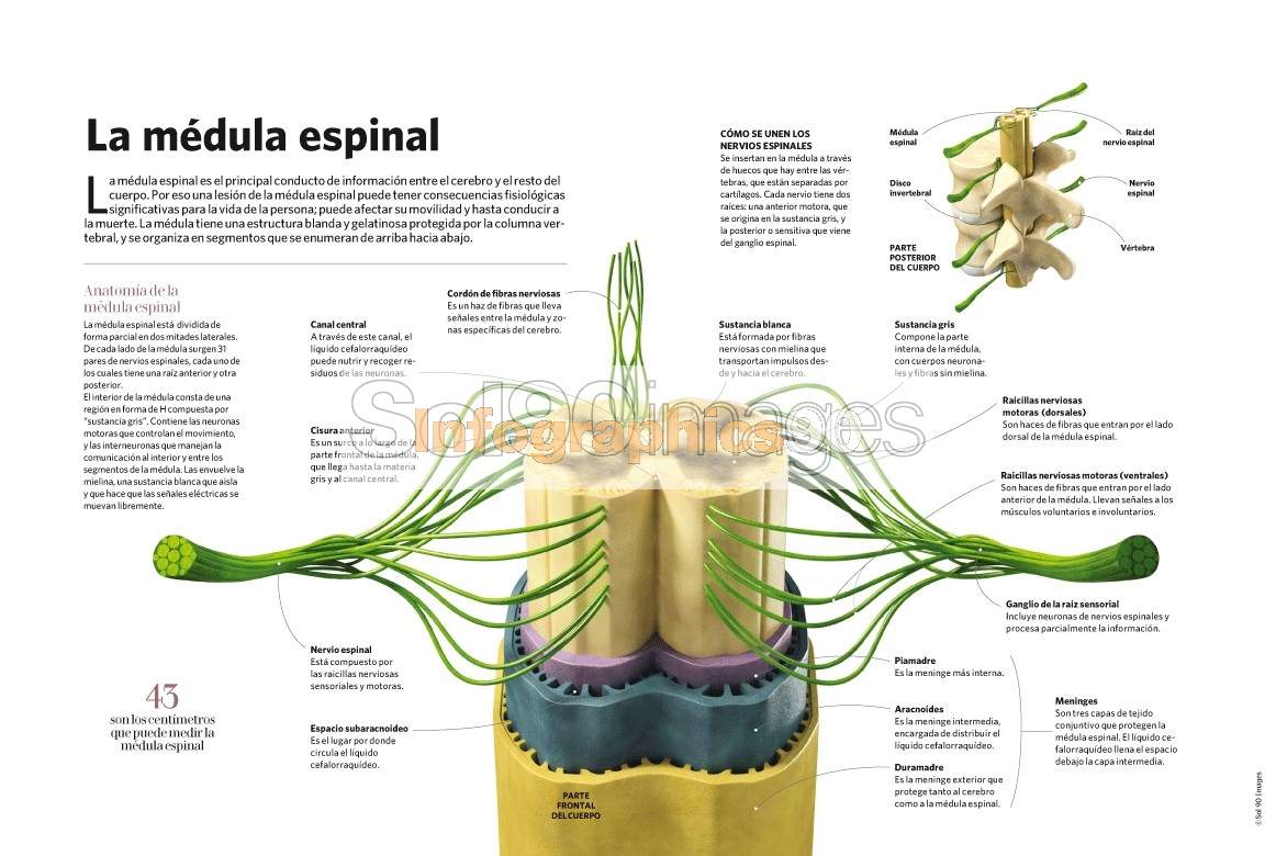 Infografía La Médula Espinal | Infographics90