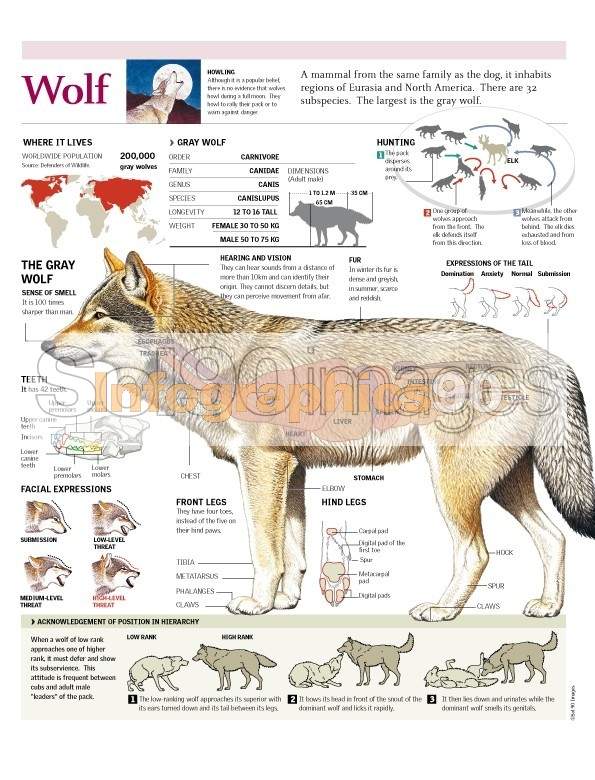 Infografía Lobo | Infographics90