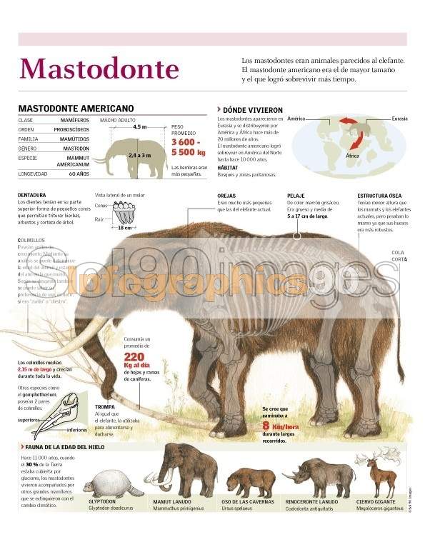 mastodonte en anglais