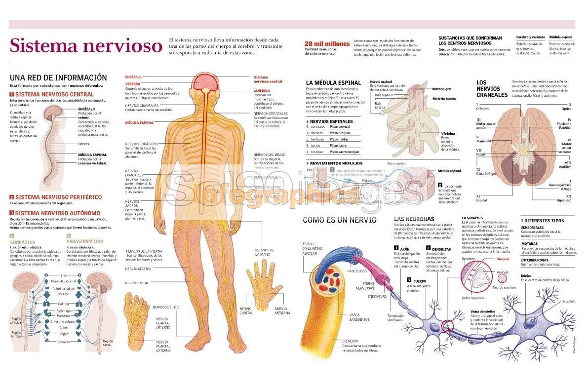 Infografía Sistema Nervioso | Infographics90