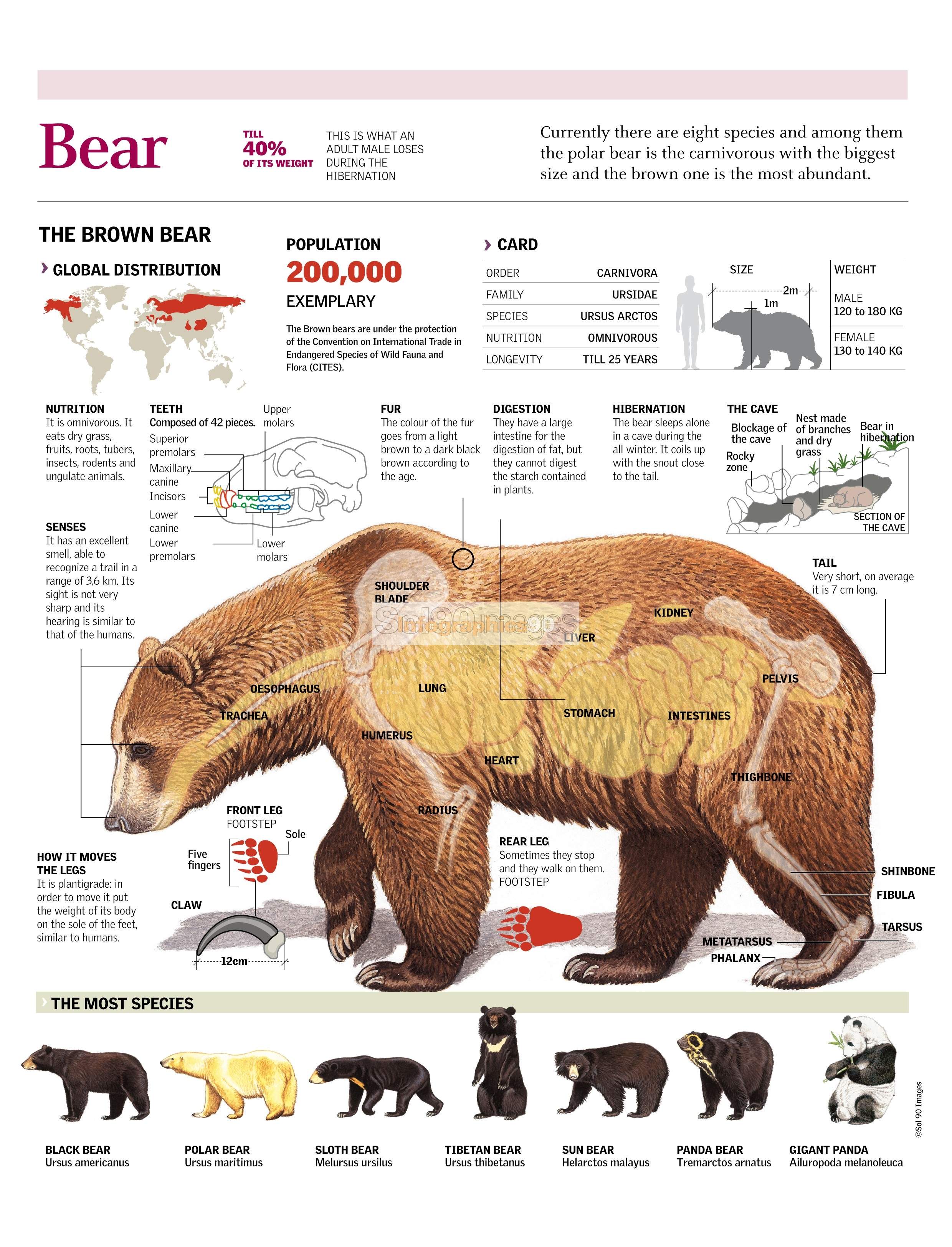 Infografía Oso Infographics90 Infografía Oso Infographics90