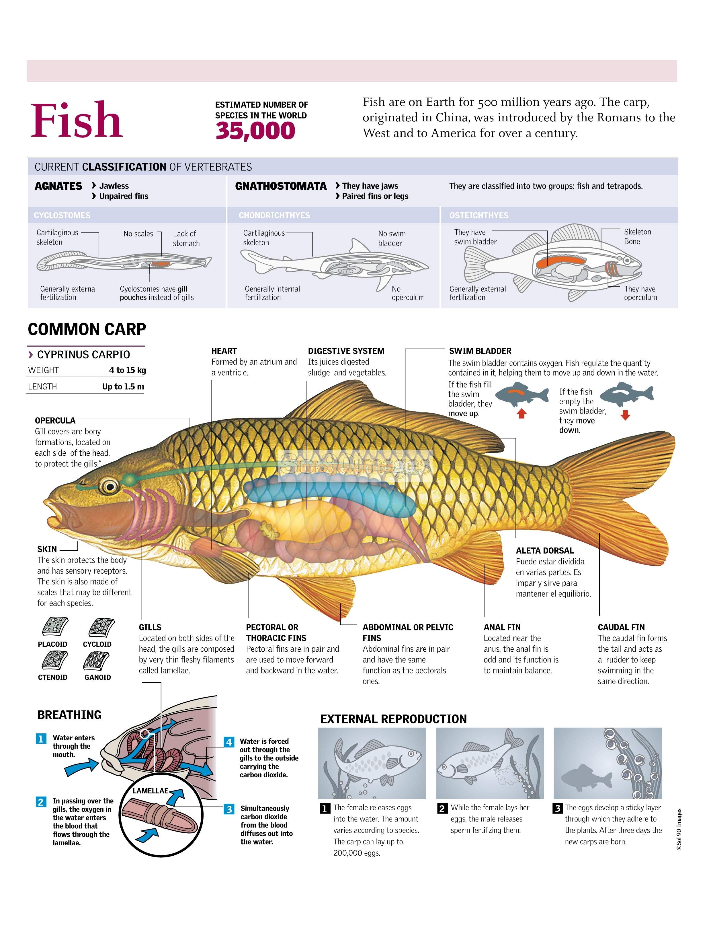 Infografía Peces Infographics90 Infografía Peces Infographics90