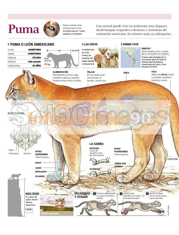 Infografía Puma | Infographics90