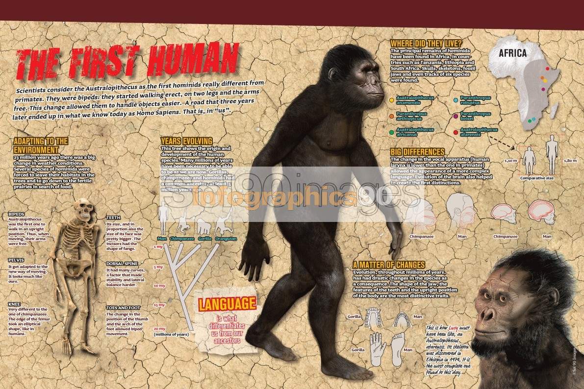 Infographics The First Human | Sol90