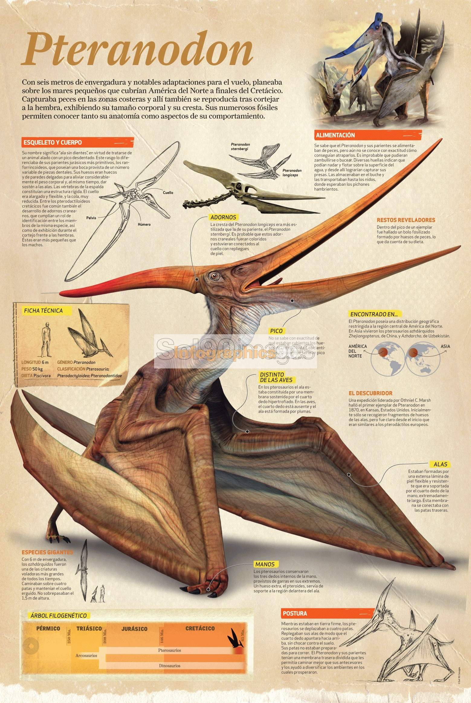 Infografía Pteranodon Infographics90 Infografía Pteranodon Infographics90