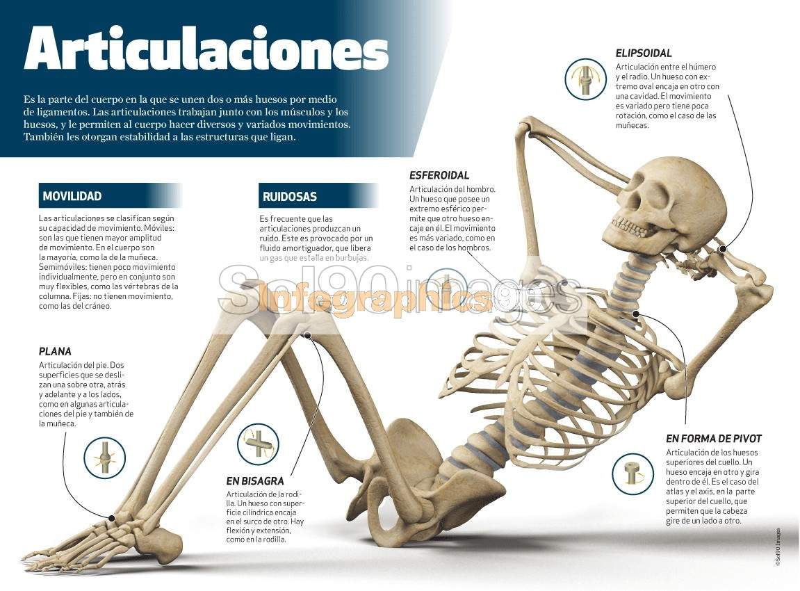 Articulaciones Del Cuerpo Humano Con Sus Nombres infographics90.com