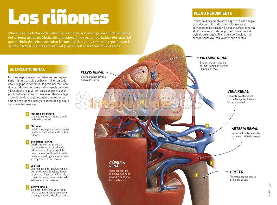 Infografía Los Riñones | Infographics90