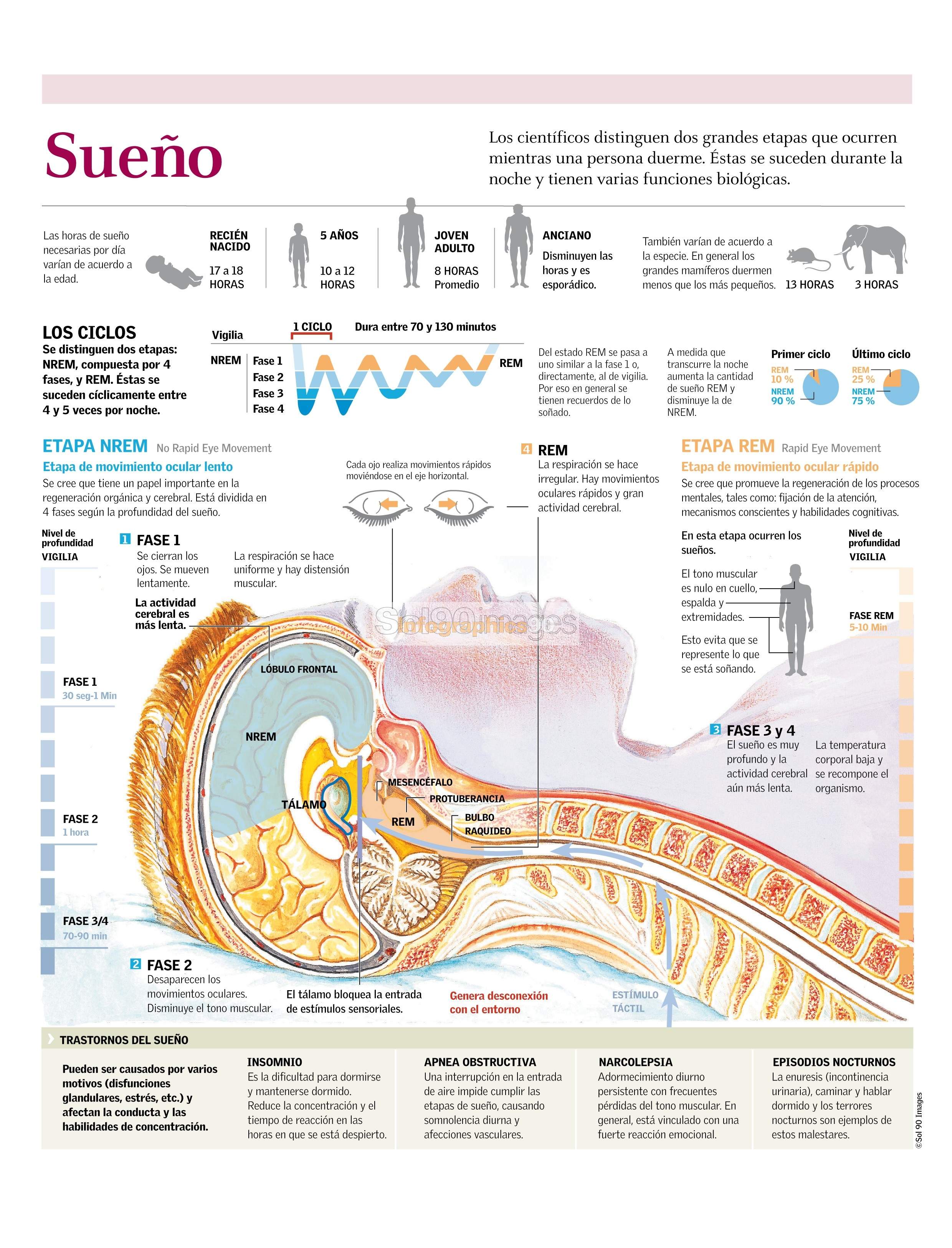 Infografía Sueño Infographics90