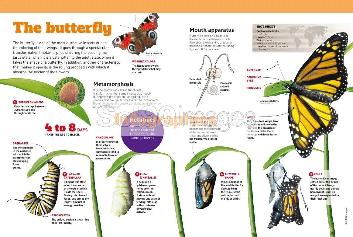 Infographics The Butterfly Sol90