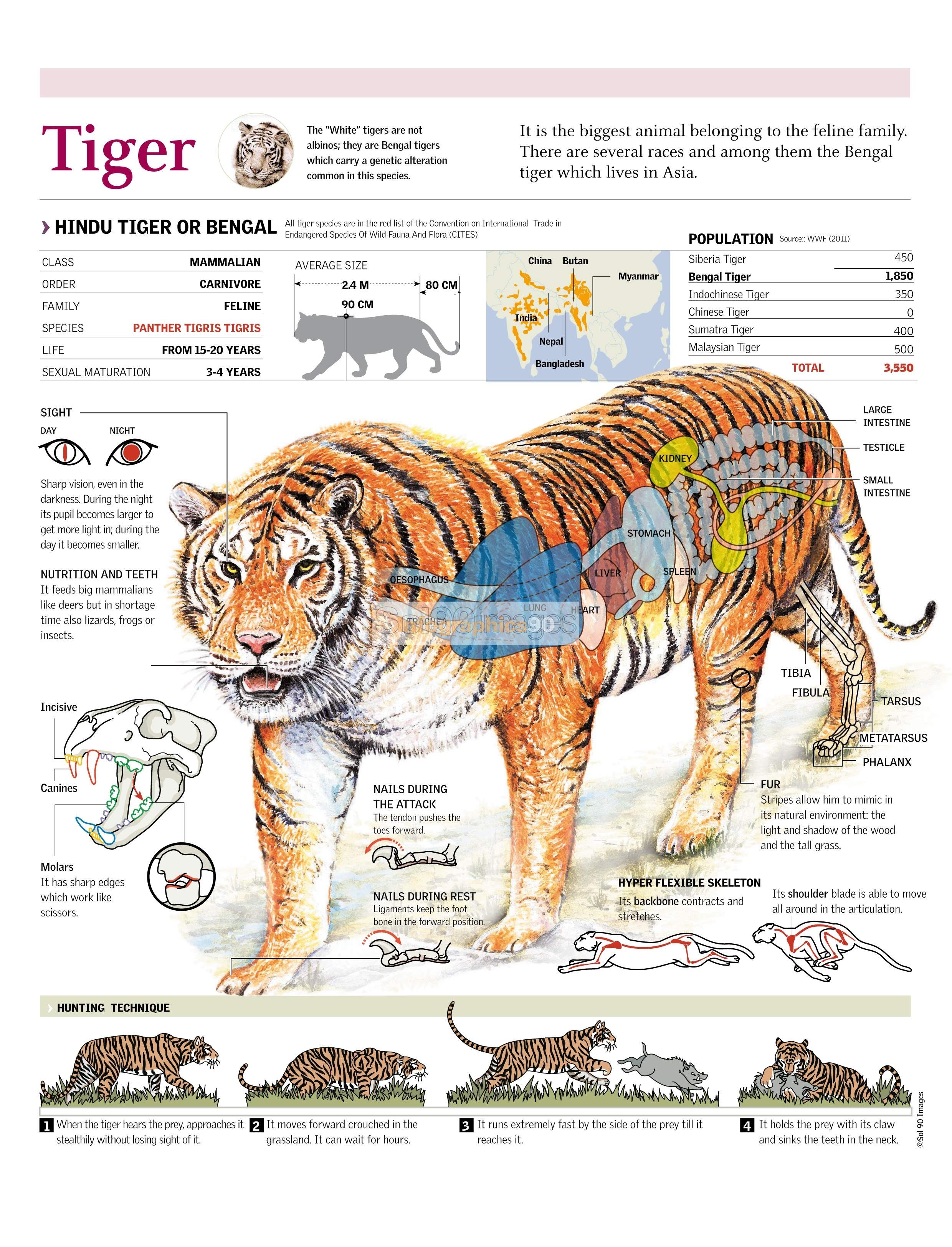 Infografía Tigre | Infographics90