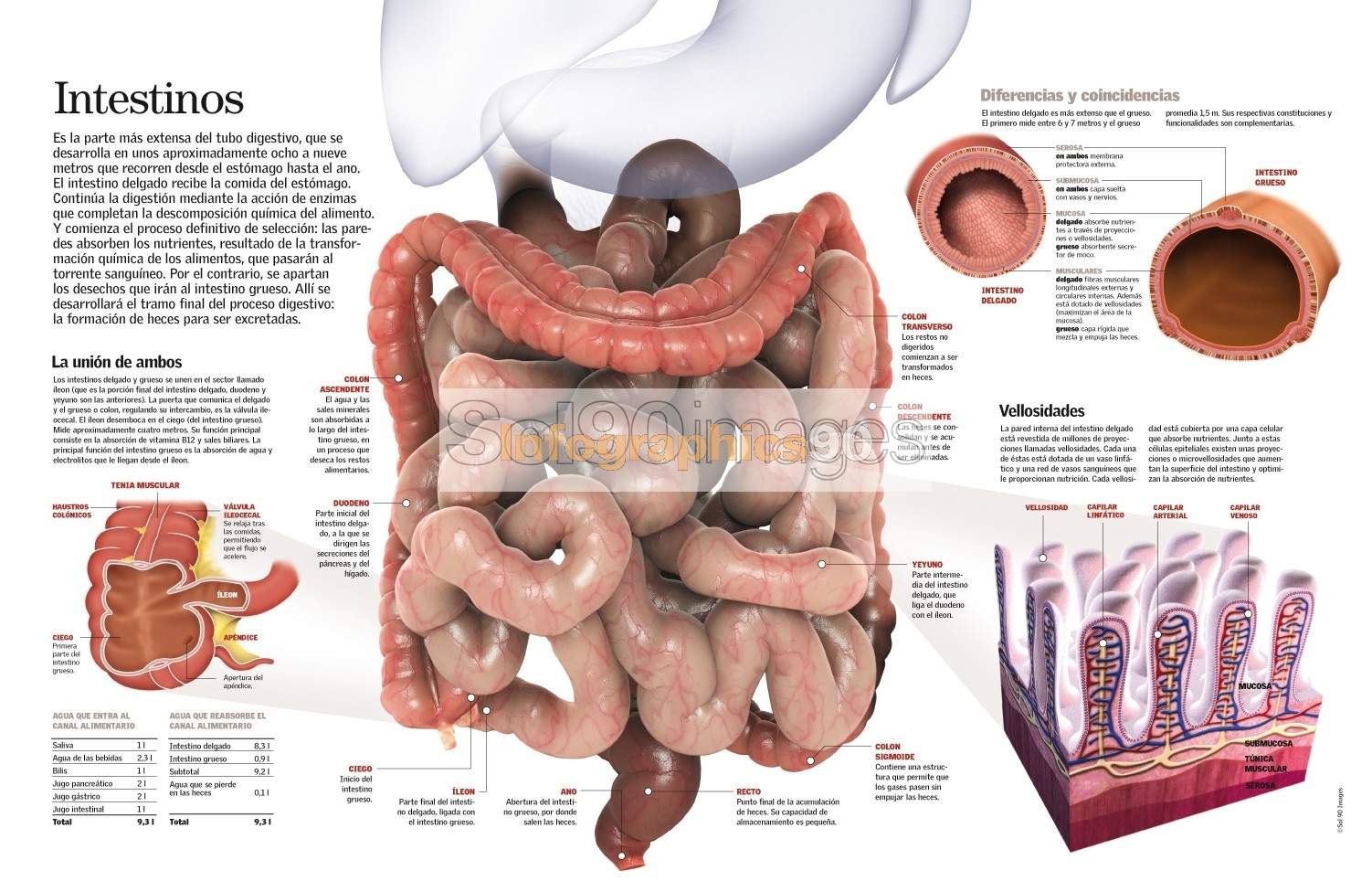 Infografía Intestinos | Infographics90