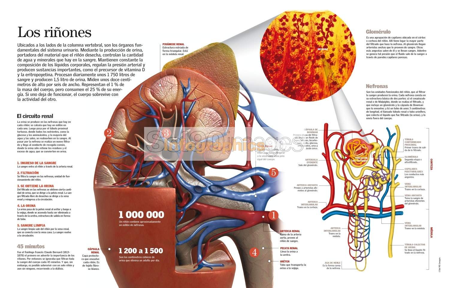 Infografía Los Riñones | Infographics90