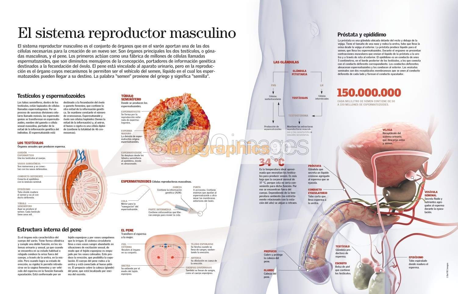 Infografía El Sistema Reproductor Masculino Infographics90