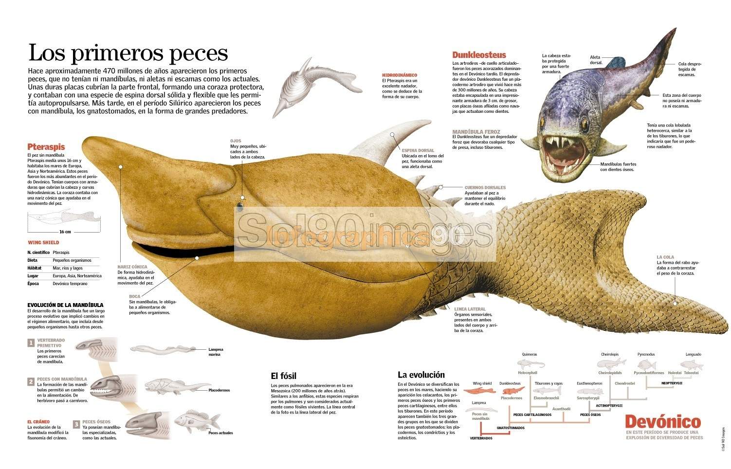 Infografía Los Primeros Peces Infographics90 Infografía Los Primeros Peces Infographics90