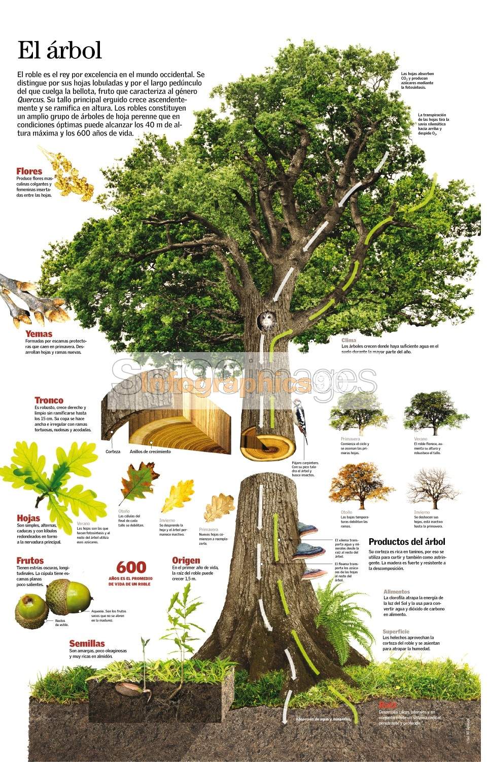 Infografía El Árbol | Infographics90