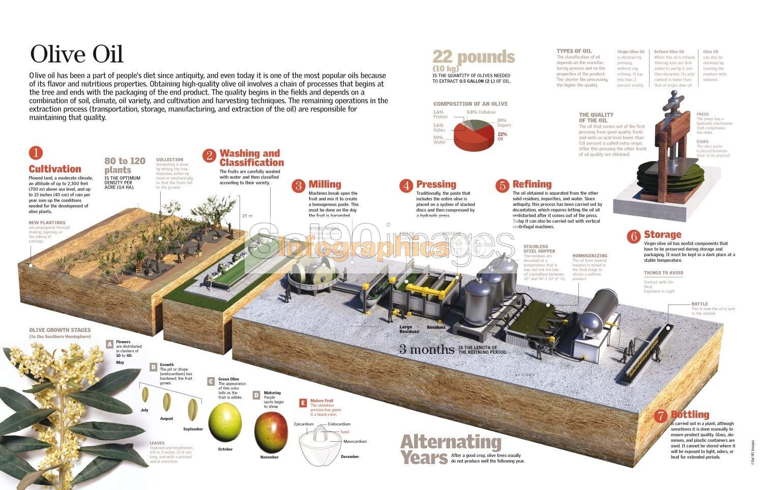 Infografía El Aceite De Oliva Infographics90 Infografía El Aceite De Oliva Infographics90